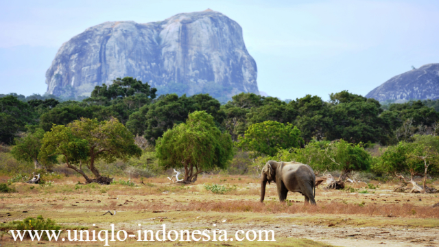 Objek Wisata Terbaik di Sri Lanka Yang Wajib Kamu Kunjungi